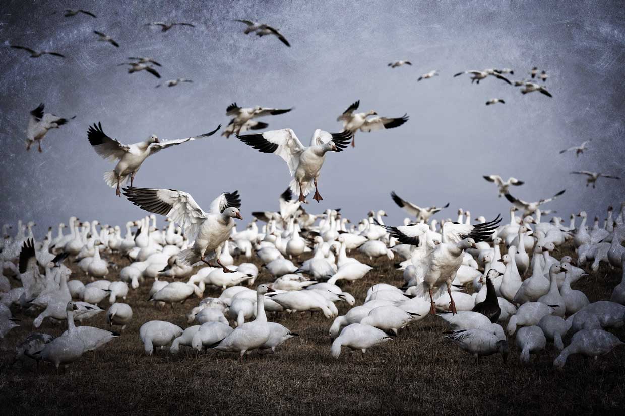 Waterfowl Hunts - Saskatchewan - Clearview Outfitting Snow Geese